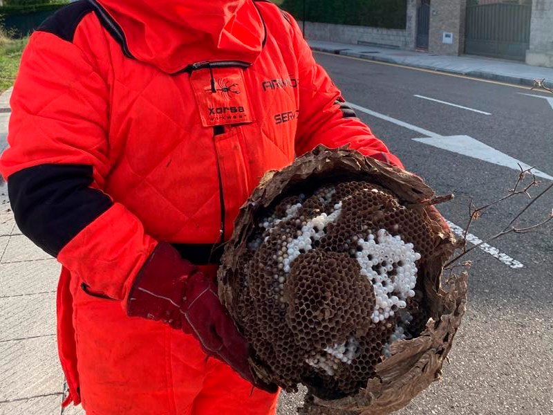 Proferional de Armodron eliminando plaga de avispa velutina en Asturias