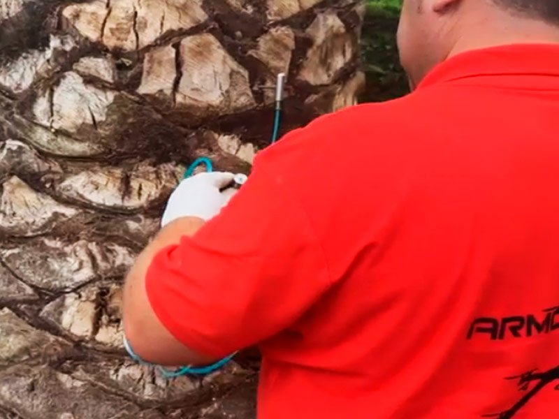 Profesional realizando Tratamiento contra el picudo rojo con drones